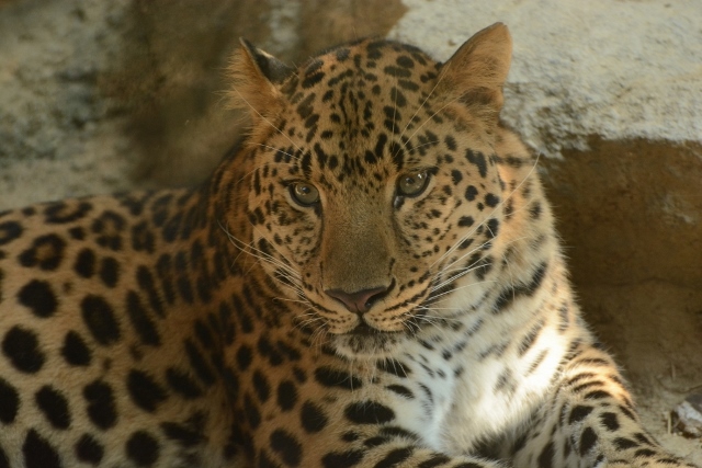 ２０１３年８月　王子動物園 その１_a0052986_7214044.jpg