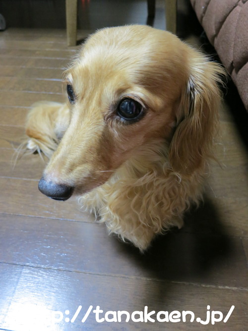 斑入り ハンカチノキ 超!!入手困難商品！_b0200291_2305668.jpg