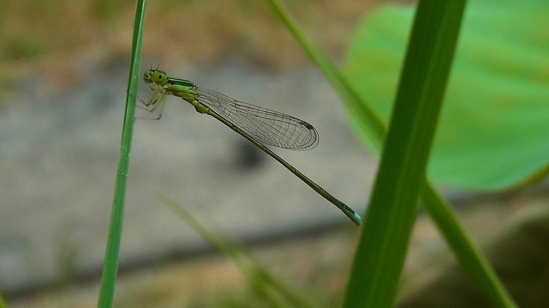 a0152692_17452122.jpg
