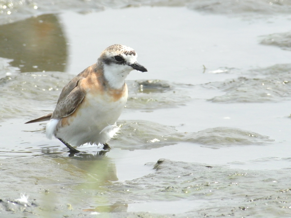 「久しぶりに逢ったのに食あたりかな？」　メダイチドリ（目大千鳥）/Lesser Sand Plover_a0223993_013975.jpg