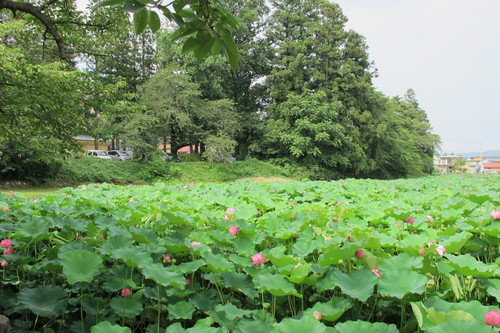 松が岬公園お堀に咲く、蓮の花を観賞　２０１４年８月２３日（９）完_c0075701_18463650.jpg