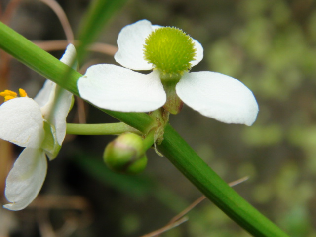 。おもだか「花慈茹（はなぐわい）」…2015/8/21_f0231709_8161332.jpg