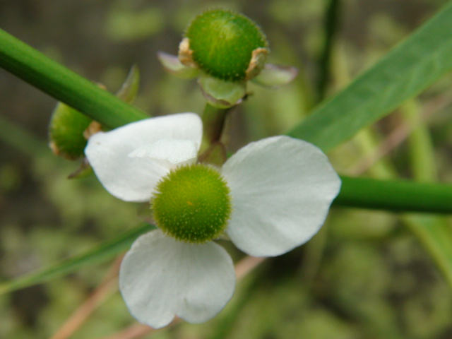 。おもだか「花慈茹（はなぐわい）」…2015/8/21_f0231709_8165212.jpg