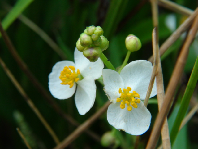 。おもだか「花慈茹（はなぐわい）」…2015/8/21_f0231709_8175646.jpg