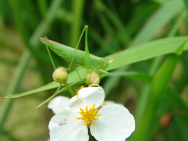 。おもだか「花慈茹（はなぐわい）」…2015/8/21_f0231709_818257.jpg