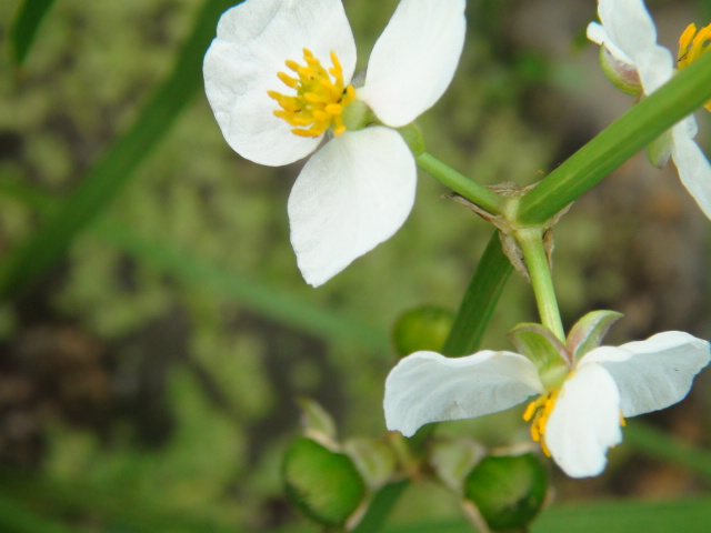 おもだかの花と、食用のクワイとは！…2013・8・21_f0231709_8192542.jpg