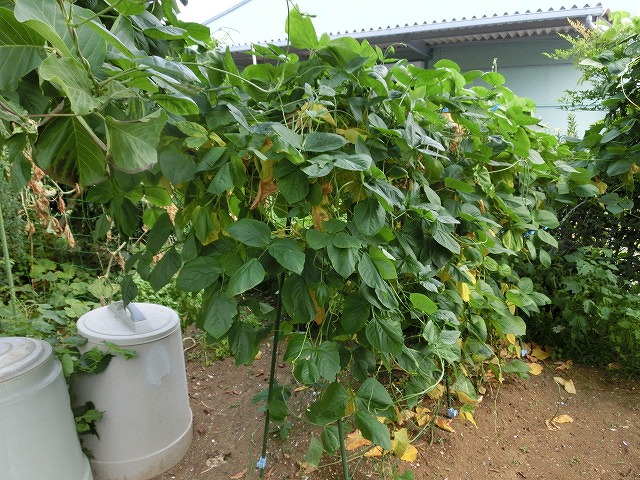 猛暑の中の「つるあり莢豆(さやまめ)」と「ゴーヤ」_f0141310_735378.jpg