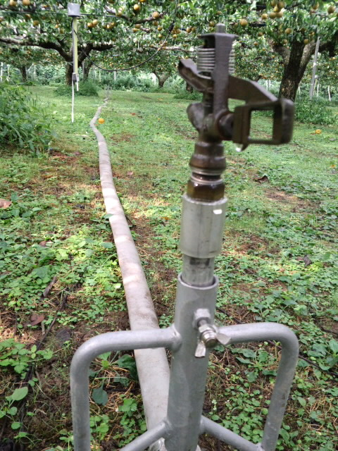 豊水に三時間灌水。やっぱり雨の降る気配はない。スプリンクラーを幸水側に移動させよう。_d0150312_8291660.jpg