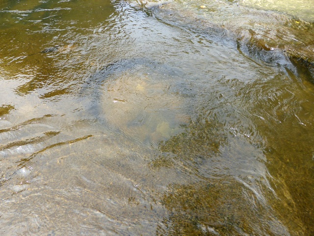 a0256418_19402616.jpg