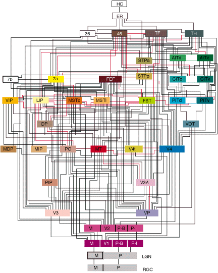 「神経学」覚書1.神経系のネットワークには眼が眩みそうだ_c0113928_973166.gif