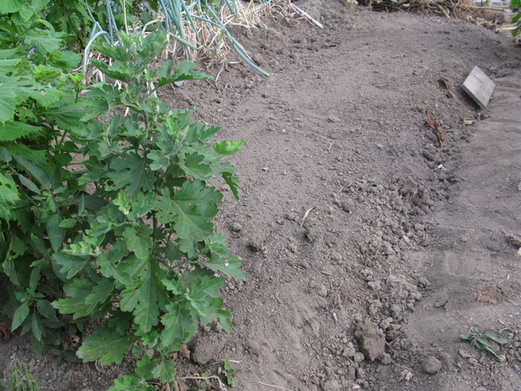 ラッキョウの植え付け_d0323231_19411813.jpg