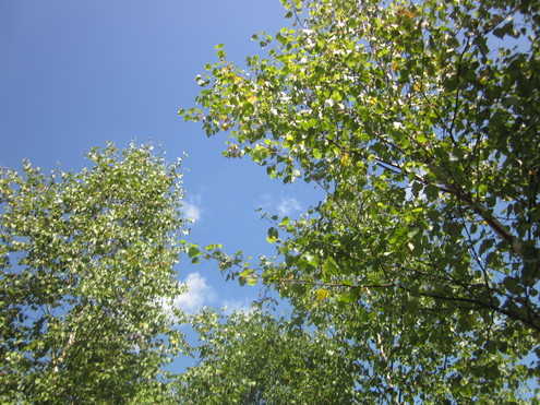 a0291132_1162421.jpg