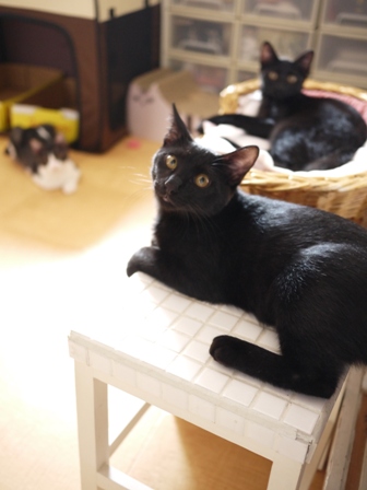 お約束猫 ぎゃぉすてぃぁらみるきぃ編。_a0143140_2236175.jpg