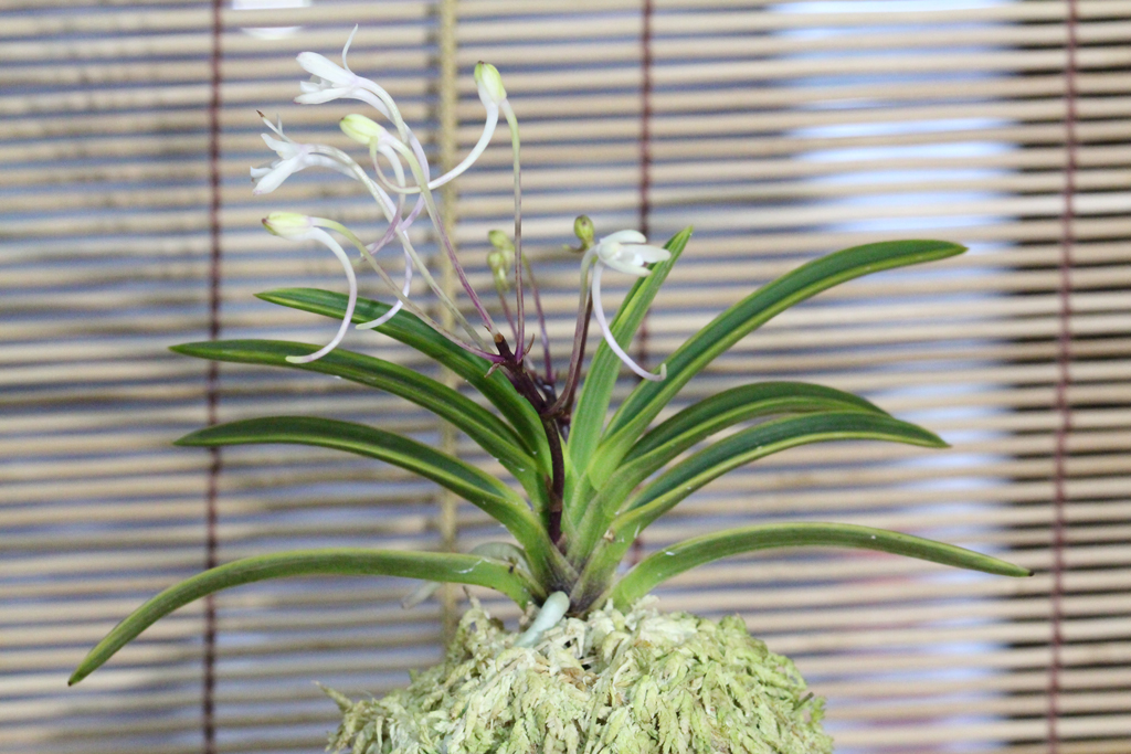 富貴蘭　白露 富貴蘭Archives - New World Orchids