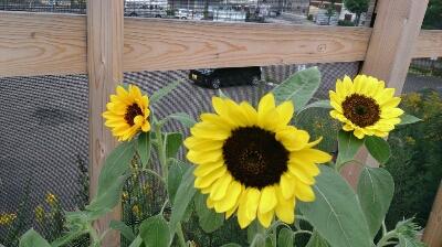 c0205393_21211983.jpg