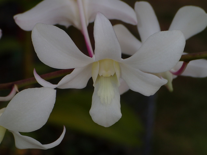 南の島の花たち_c0227501_10135094.jpg