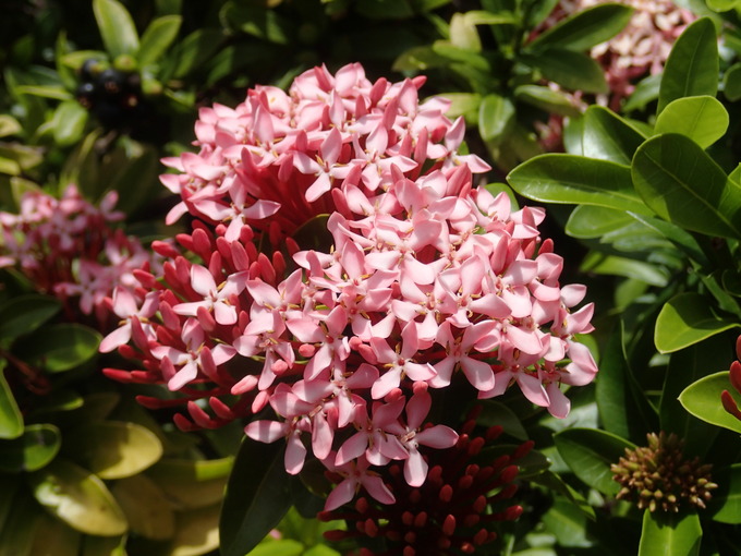 南の島の花たち_c0227501_1015045.jpg