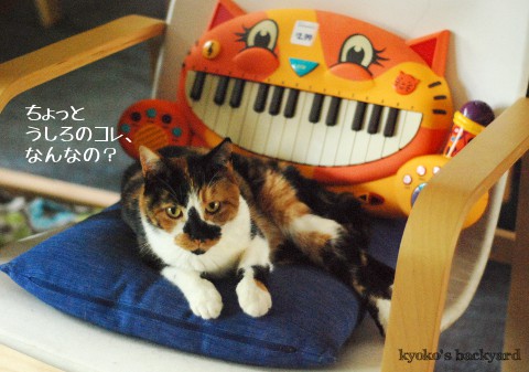猫ピアノ_b0253205_23203472.jpg