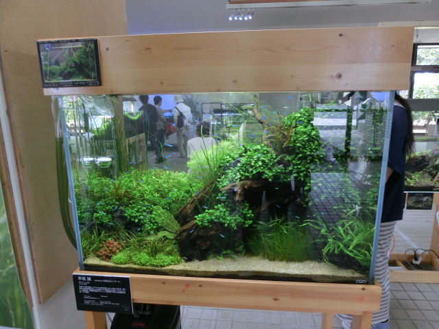 「水草展・2013」に行ってきました!_b0141806_0131430.jpg