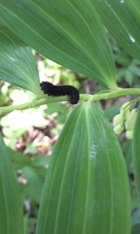 鳴子百合の葉を食べている真っ黒い幼虫 昆虫ブログ むし探検広場