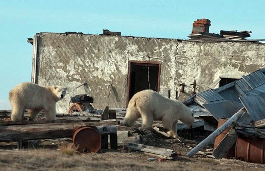 ロシア極北、カラ海のベルイ島で保護された赤ちゃんはセリクと命名され、ペルミ動物園での飼育が決定_a0151913_23141214.jpg