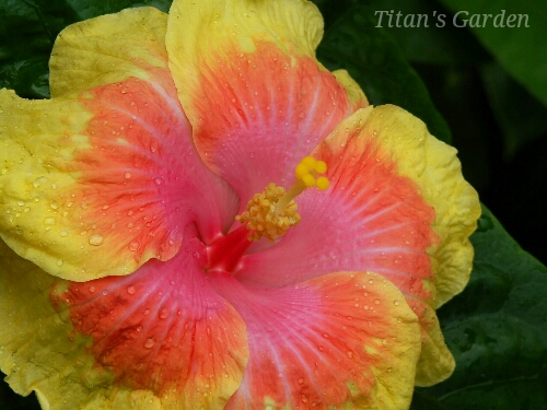 Hibiscus × rosa-sinensis \'Rainbow Sherbet\'_b0099813_021492.jpg