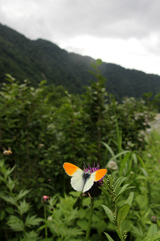d0054625_23442348.jpg