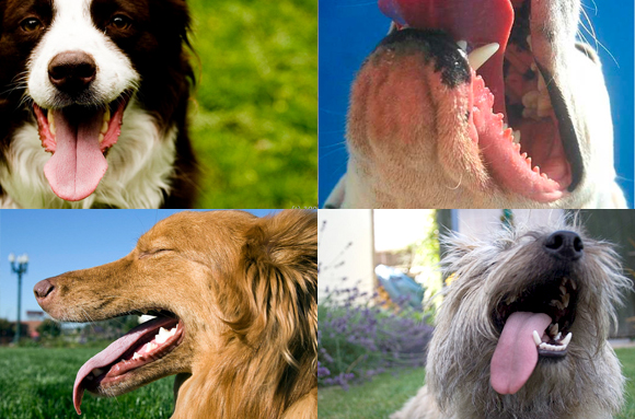 犬が舌を出してハァハァする理由は Iinu Blog
