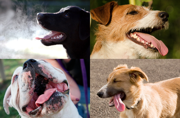 犬が舌を出してハァハァする理由は Iinu Blog