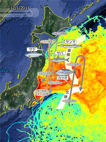 福島県漁連 試験操業、今日再開 (2013.9.25)_c0024539_132686.png