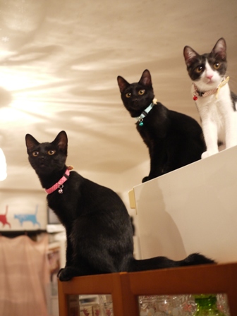 天使のはねカラー猫 空しぇるらぃらぎゃぉすてぃぁらみるきぃ編。_a0143140_23345060.jpg
