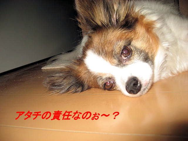 a0149240_17413632.jpg