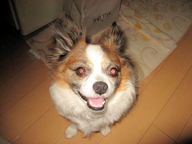 a0149240_17491527.jpg