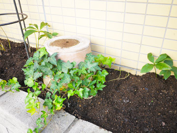 細長い花壇のお手入れ 土の再生と配置の工夫 花とテーブルblog