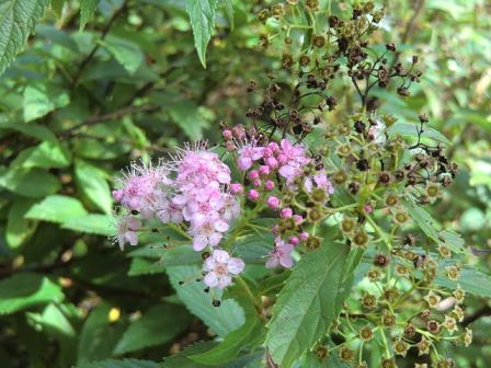 8月２２日　　誕生花「下野草」（しもつけそう）_a0122847_22433949.jpg