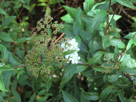 8月２２日　　誕生花「下野草」（しもつけそう）_a0122847_2244948.jpg