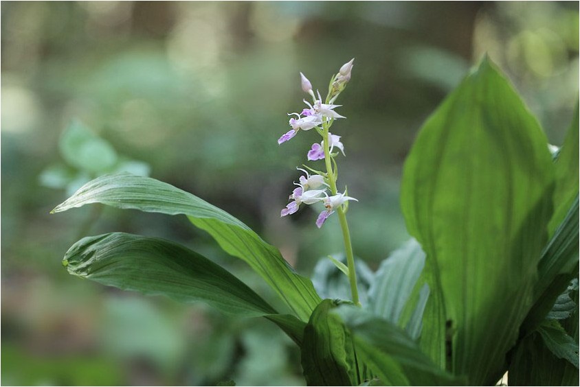 ナツエビネ キンミズヒキ 野草風薫