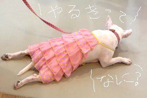 びっくり!つくし展2~おたのしみはこれからだ!_a0017350_1543056.jpg