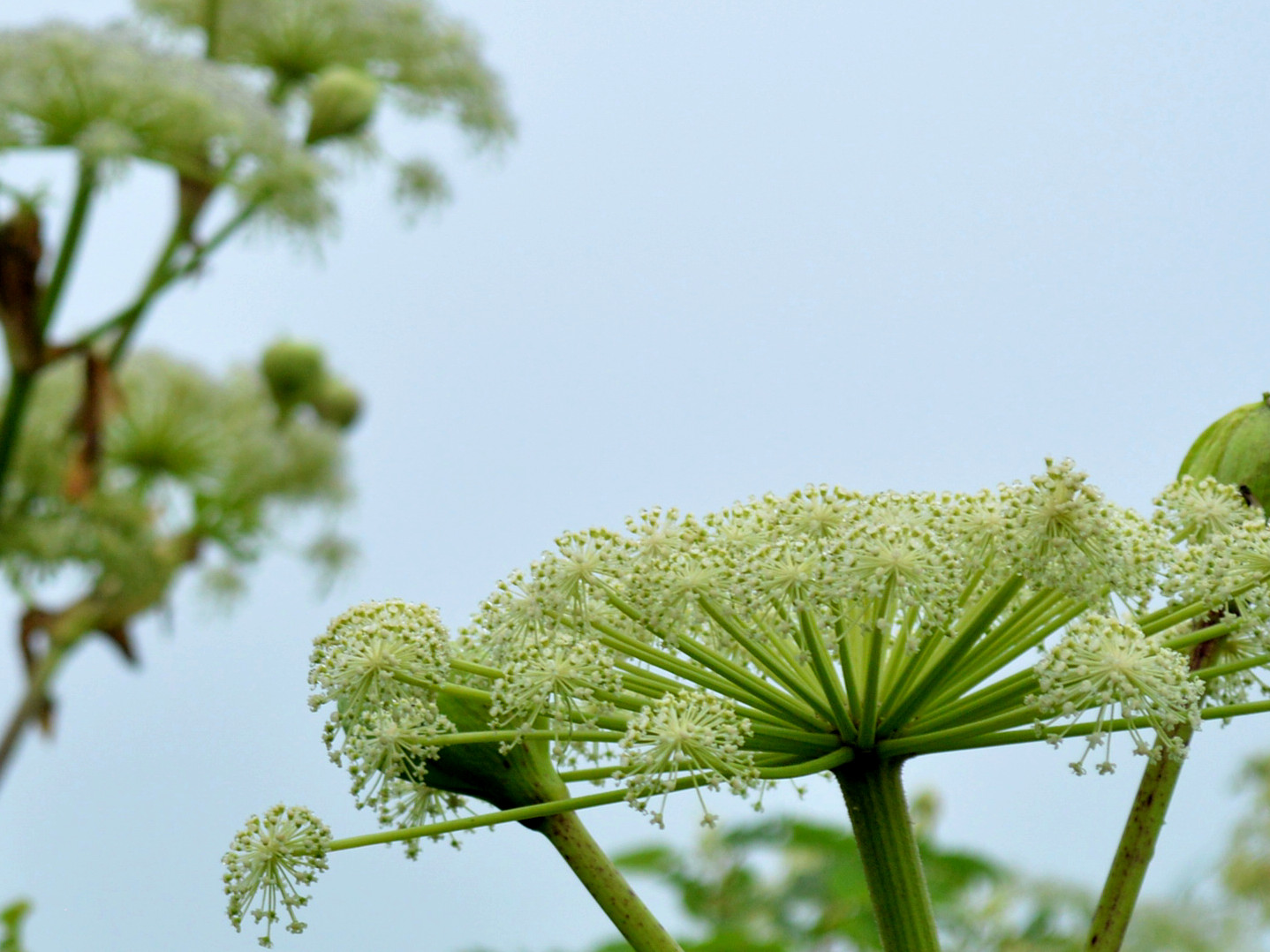 125 おおばせんきゅう せり科 母に捧げる花 Flowers For My Mother Who Died In 3 11