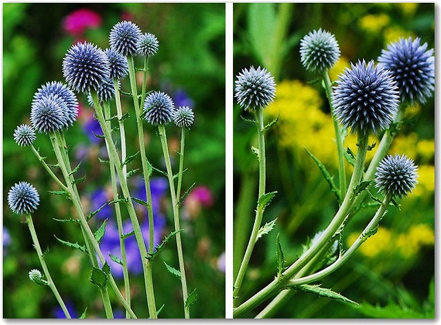 軽井沢植物園_d0089358_8351746.jpg