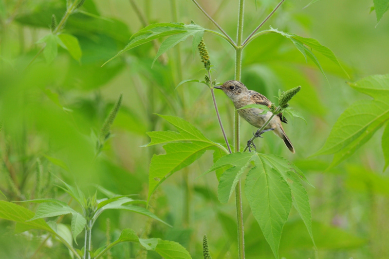 ノビタキ 幼鳥_f0053272_1358437.jpg