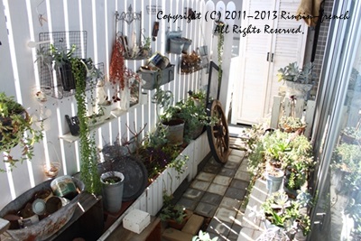 この夏のベランダガーデン&プランツ事情_e0237680_15454797.jpg