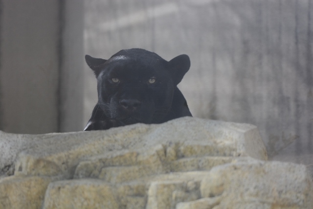 ２０１３年８月　王子動物園２_a0052986_0183018.jpg