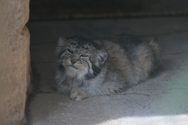 ２０１３年８月　王子動物園２_a0052986_022548.jpg