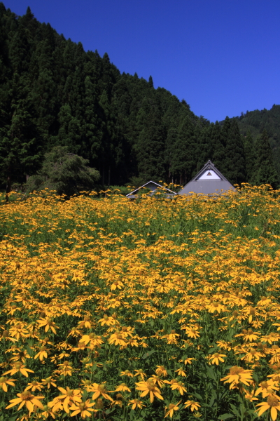 花脊八舛町のルドベキア_e0051888_17192686.jpg