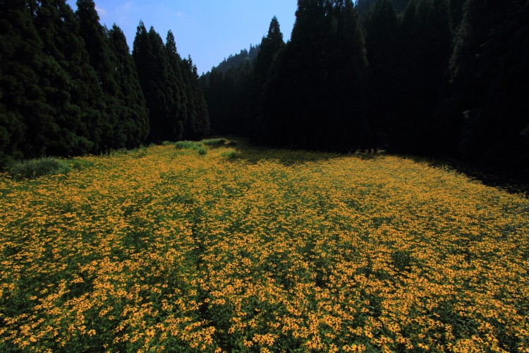 花脊八舛町のルドベキア_e0051888_17193791.jpg