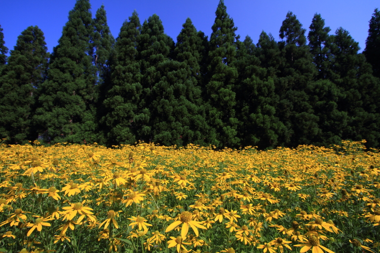 花脊八舛町のルドベキア_e0051888_17195643.jpg