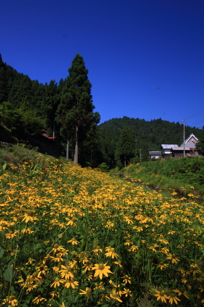 花脊八舛町のルドベキア_e0051888_17195715.jpg
