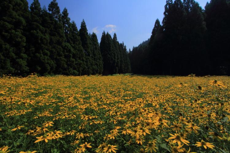 花脊八舛町のルドベキア_e0051888_17201551.jpg