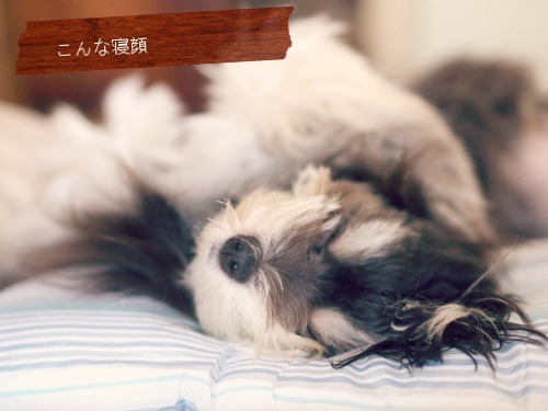 犬用ベッドの代わりにニトリの シートクッション 続 犬のまいにち 犬用ベッドの代わりにニトリの シートクッション 続 犬のまいにち